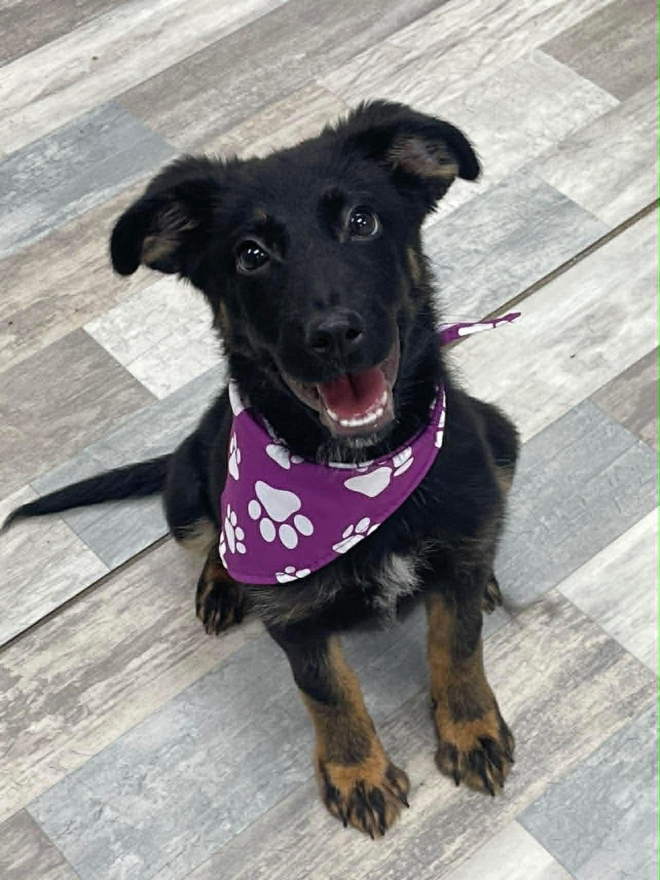 Bella the Shepherd Mix Puppy, a Adoptable mixed breed in Muskego, WI image 1/3