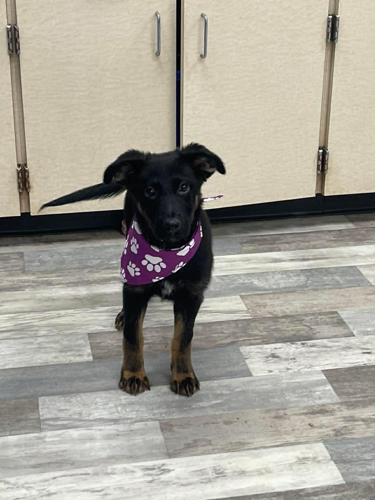 Bella the Shepherd Mix Puppy, a Adoptable mixed breed in Muskego, WI image 2/3