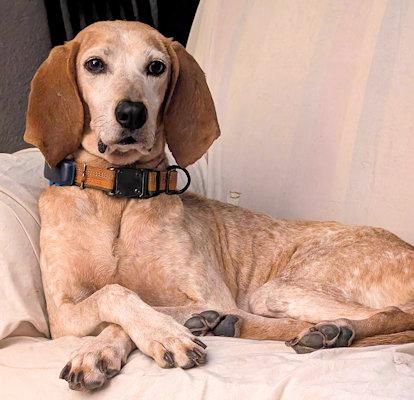 Enlarge Bertie (OH), a ADOPTABLE English Coonhound in Leawood, KS image 3/3