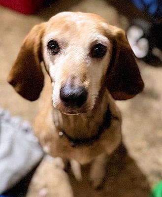 Enlarge Bertie (OH), a ADOPTABLE English Coonhound in Leawood, KS image 2/3