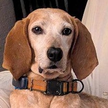 Bertie (OH), ADOPTABLE, Adult Female English Coonhound.
