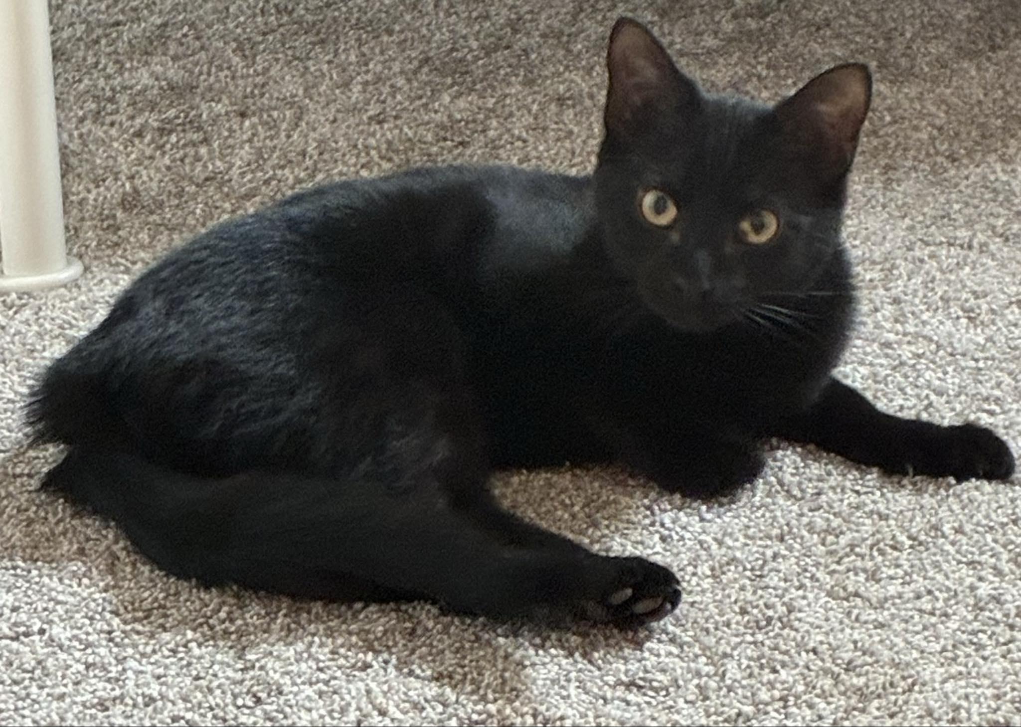 Enlarge Luna Rae, an adopted Domestic Short Hair in Indianapolis, IN image 2/4