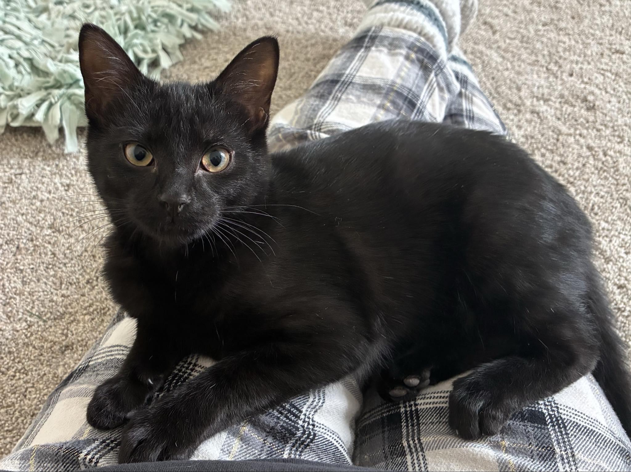 Enlarge Luna Rae, an adopted Domestic Short Hair in Indianapolis, IN image 1/4