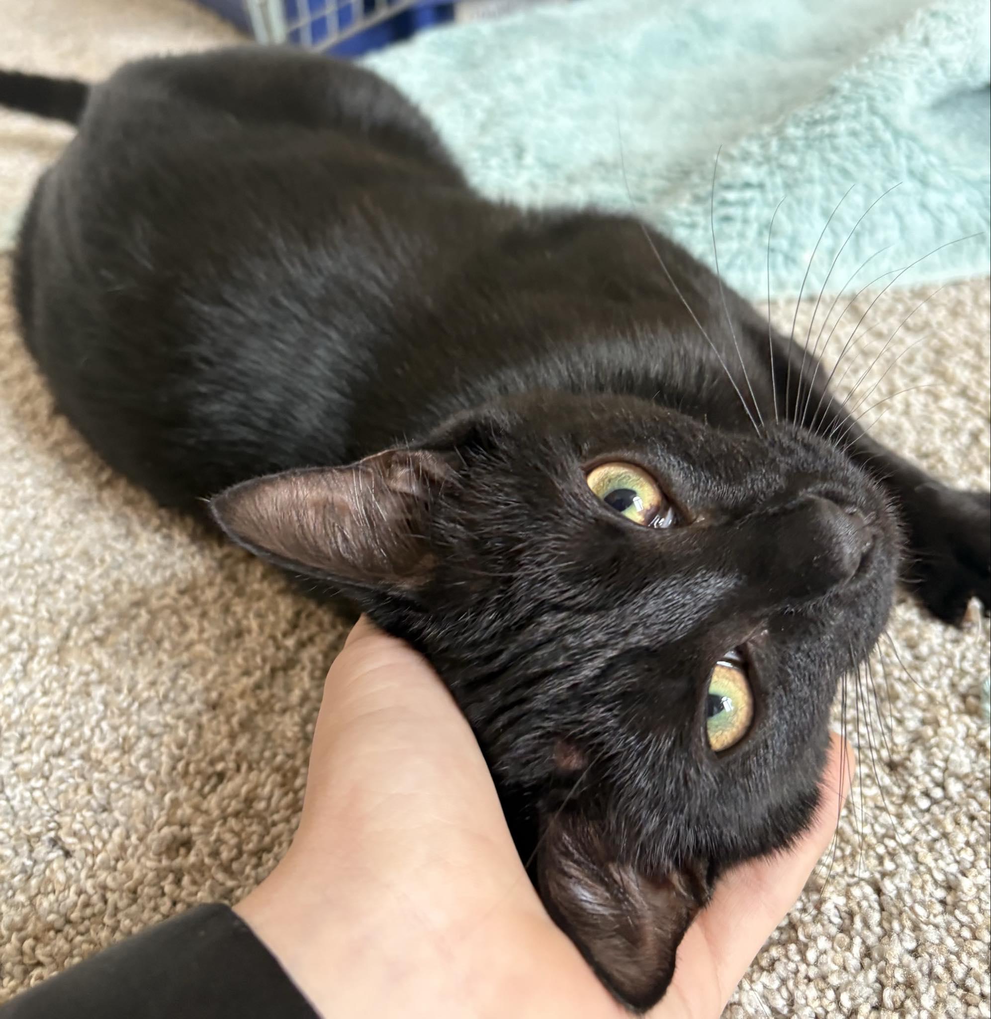 Enlarge Luna Rae, an adopted Domestic Short Hair in Indianapolis, IN image 3/4