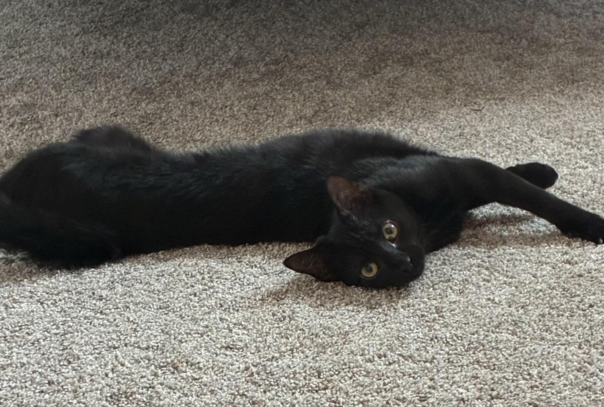 Enlarge Luna Rae, an adopted Domestic Short Hair in Indianapolis, IN image 4/4