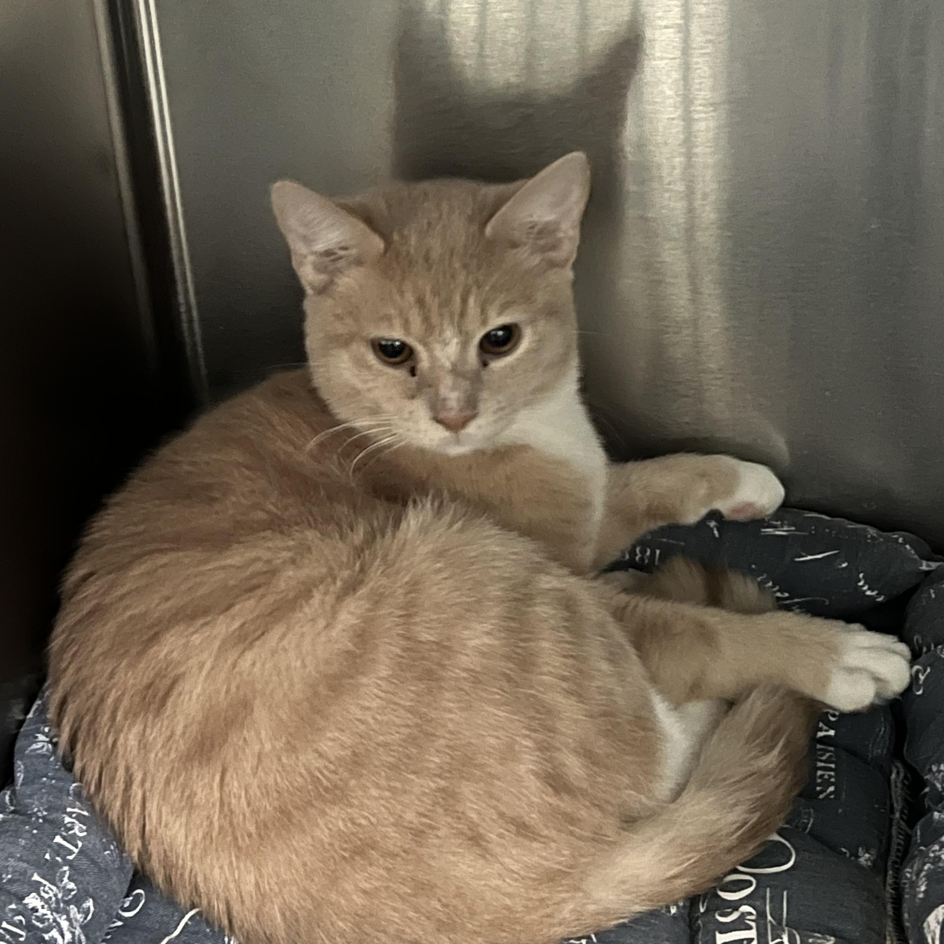 Enlarge Marty, an adopted Domestic Short Hair in Berryville, VA image 1/1