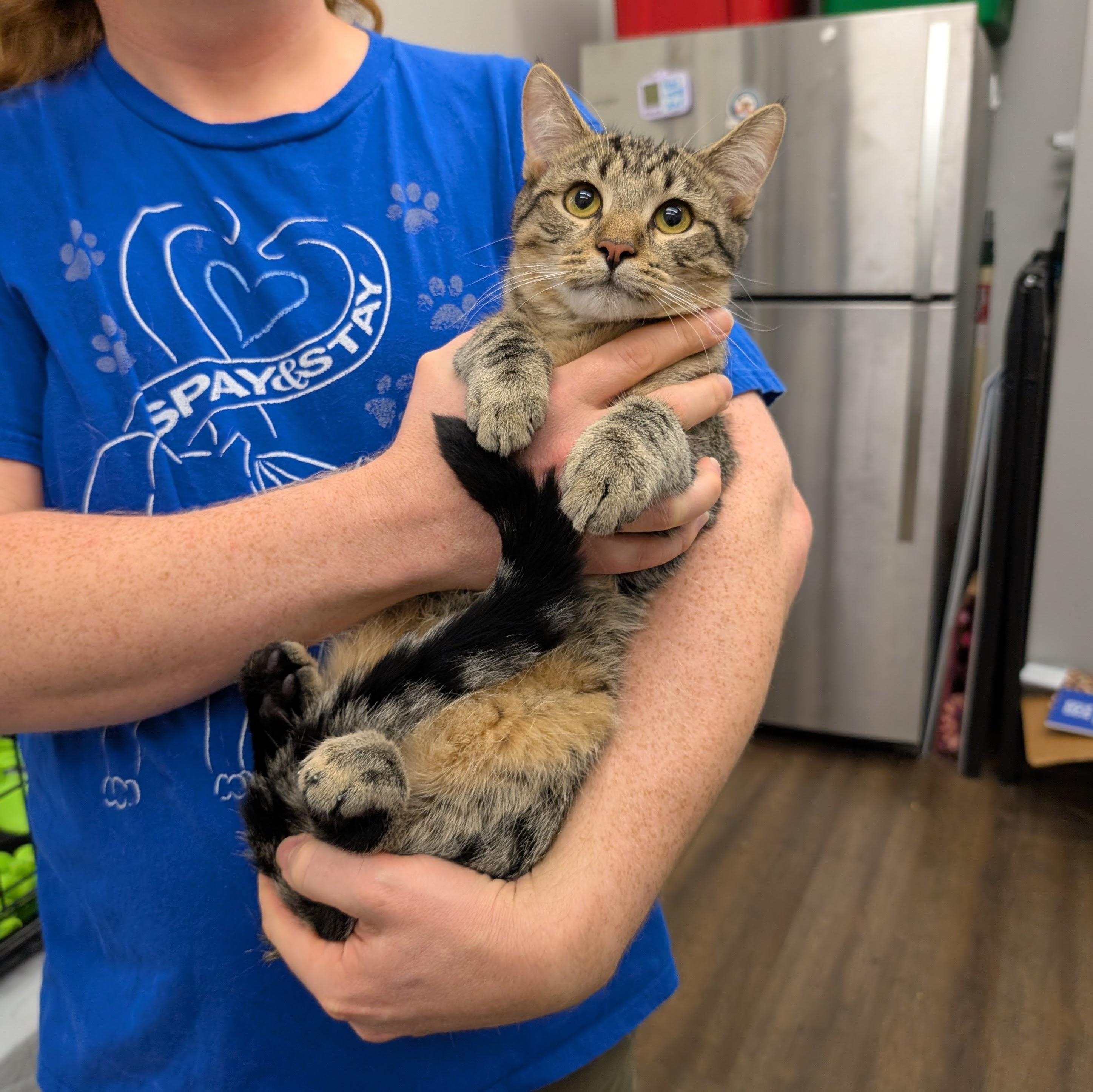 Tom, Adoptable, Young Male Domestic Short Hair & Tabby.