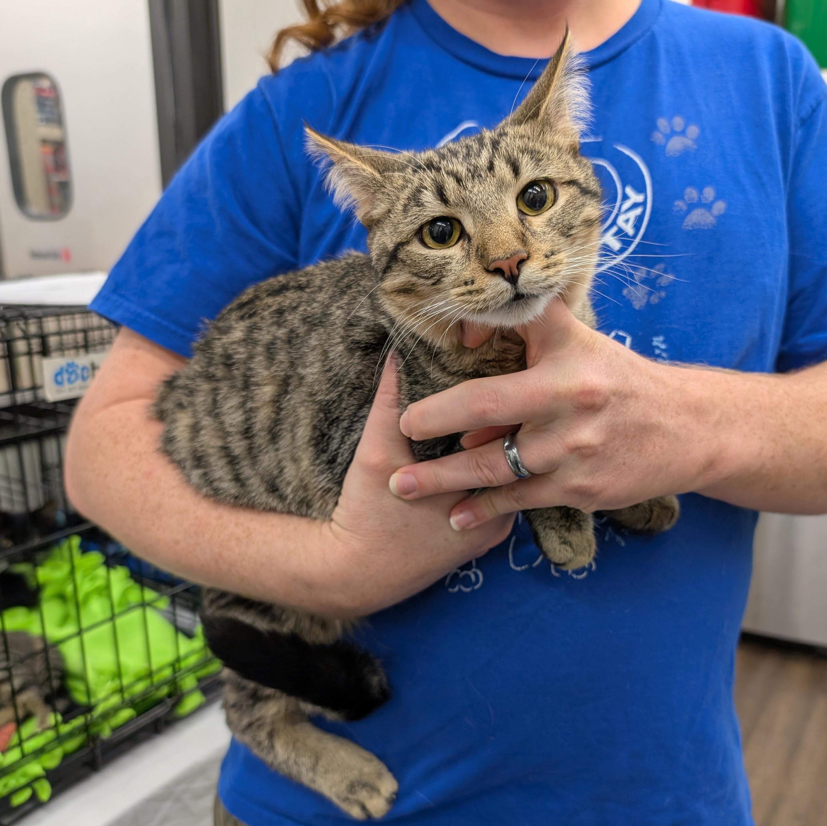 Enlarge Tom, a Adoptable mixed breed in Grayslake, IL image 2/2