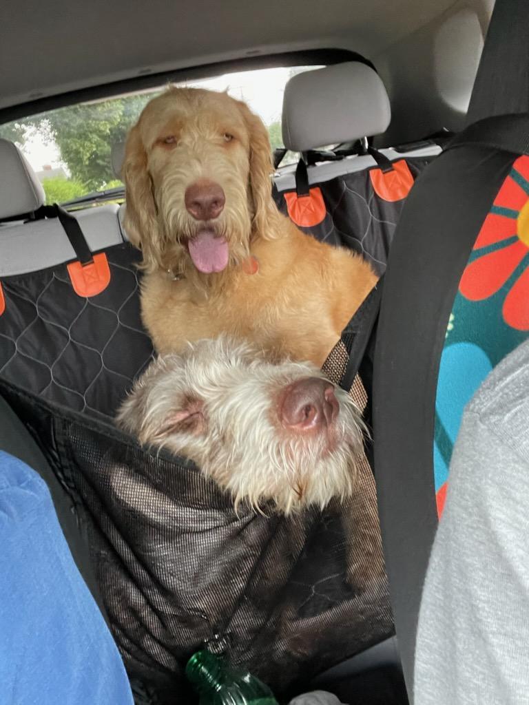 Cooper Doodle, an adoptable Labradoodle in Brookville, OH, 45309 | Photo Image 1