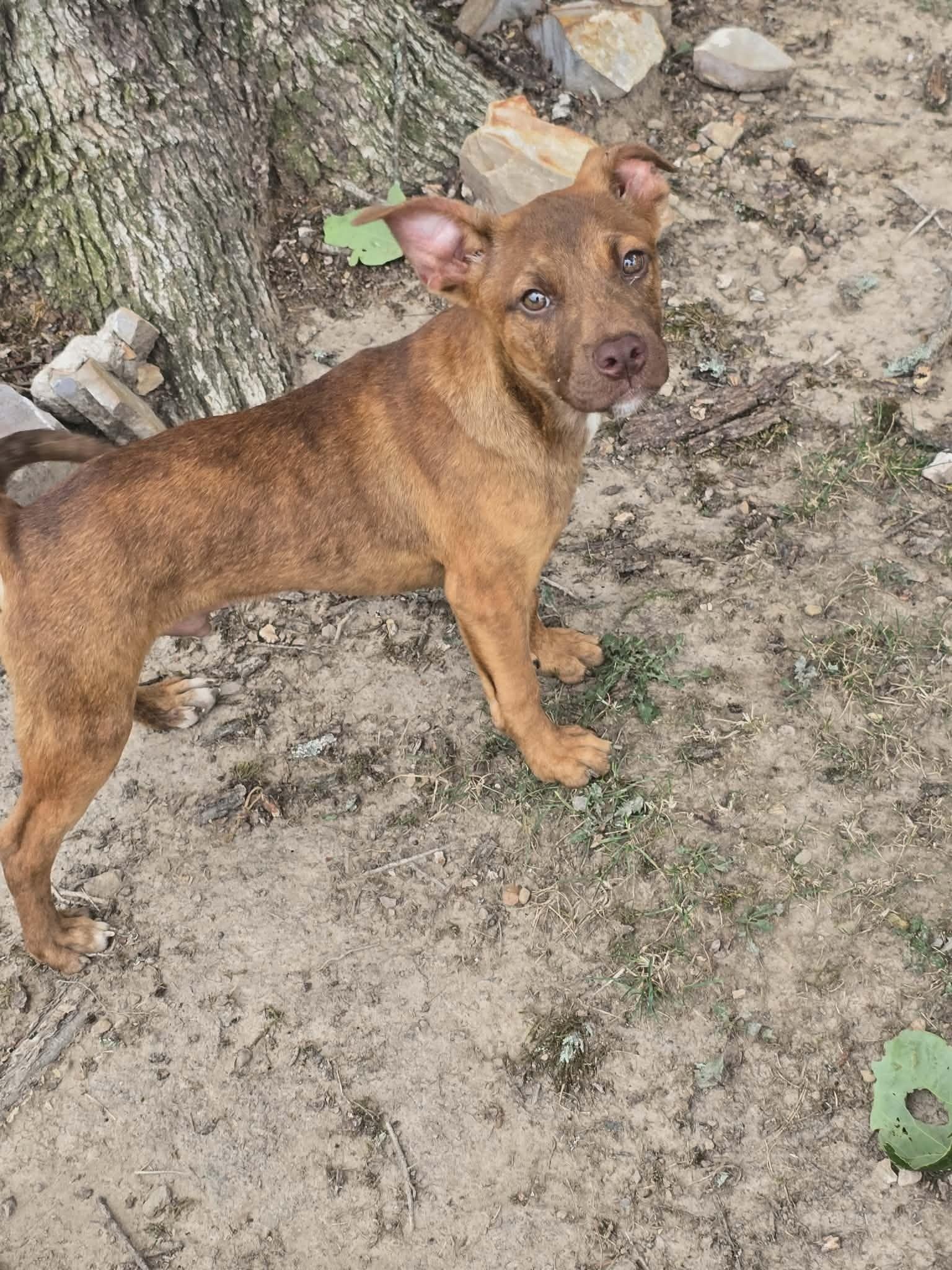Enlarge Tucker, a Adopted mixed breed in Lonsdale, AR image 2/2
