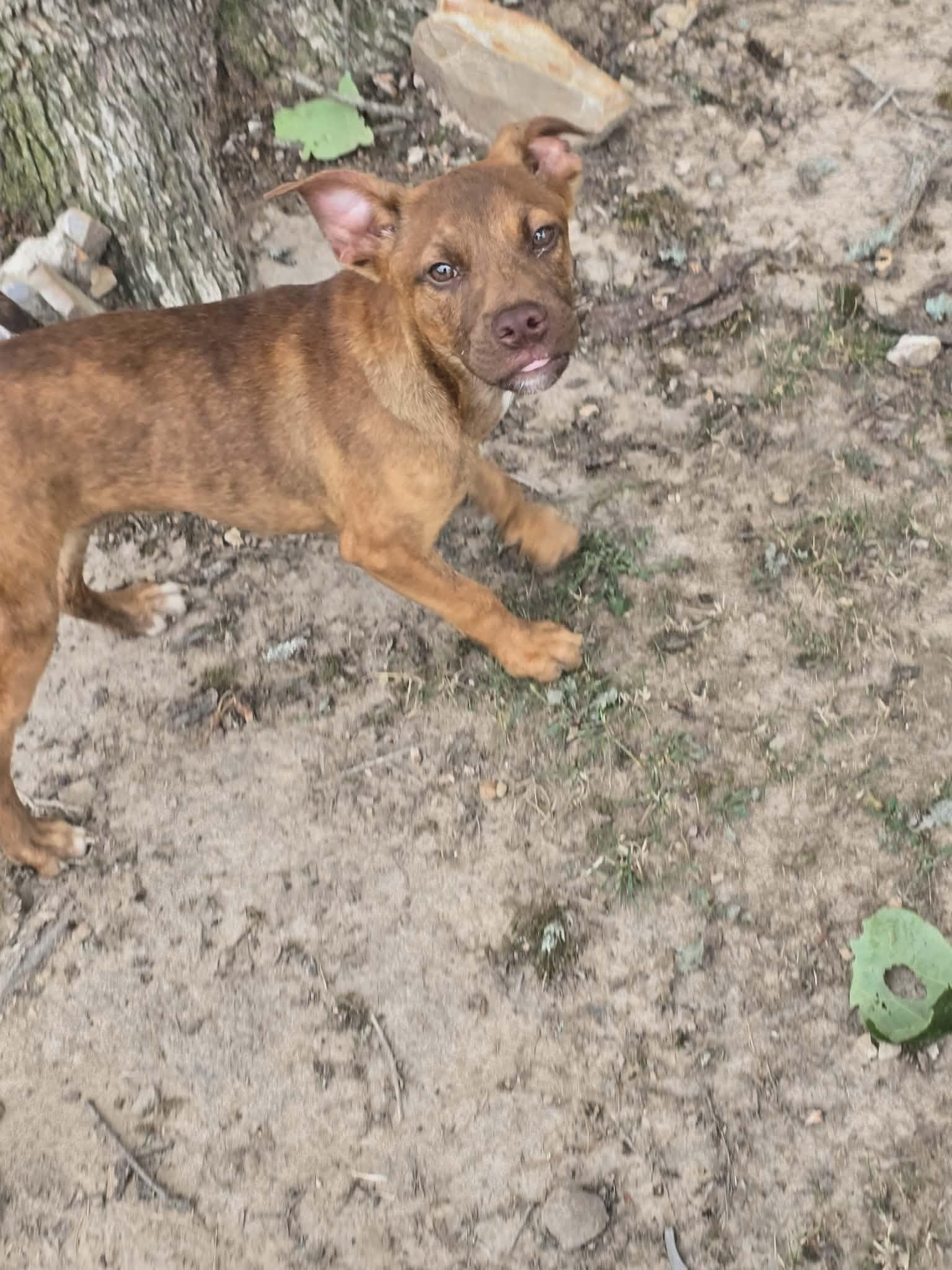 Tucker, Adopted, Young Male Boxer & Terrier.