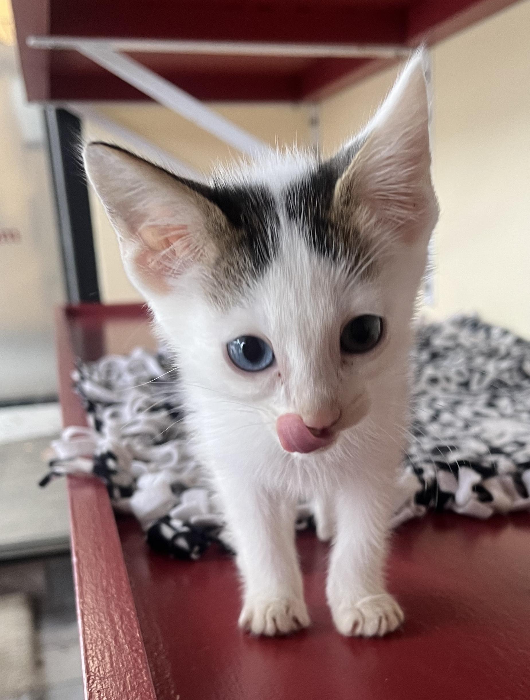 Chiqui Turkish Van Cat