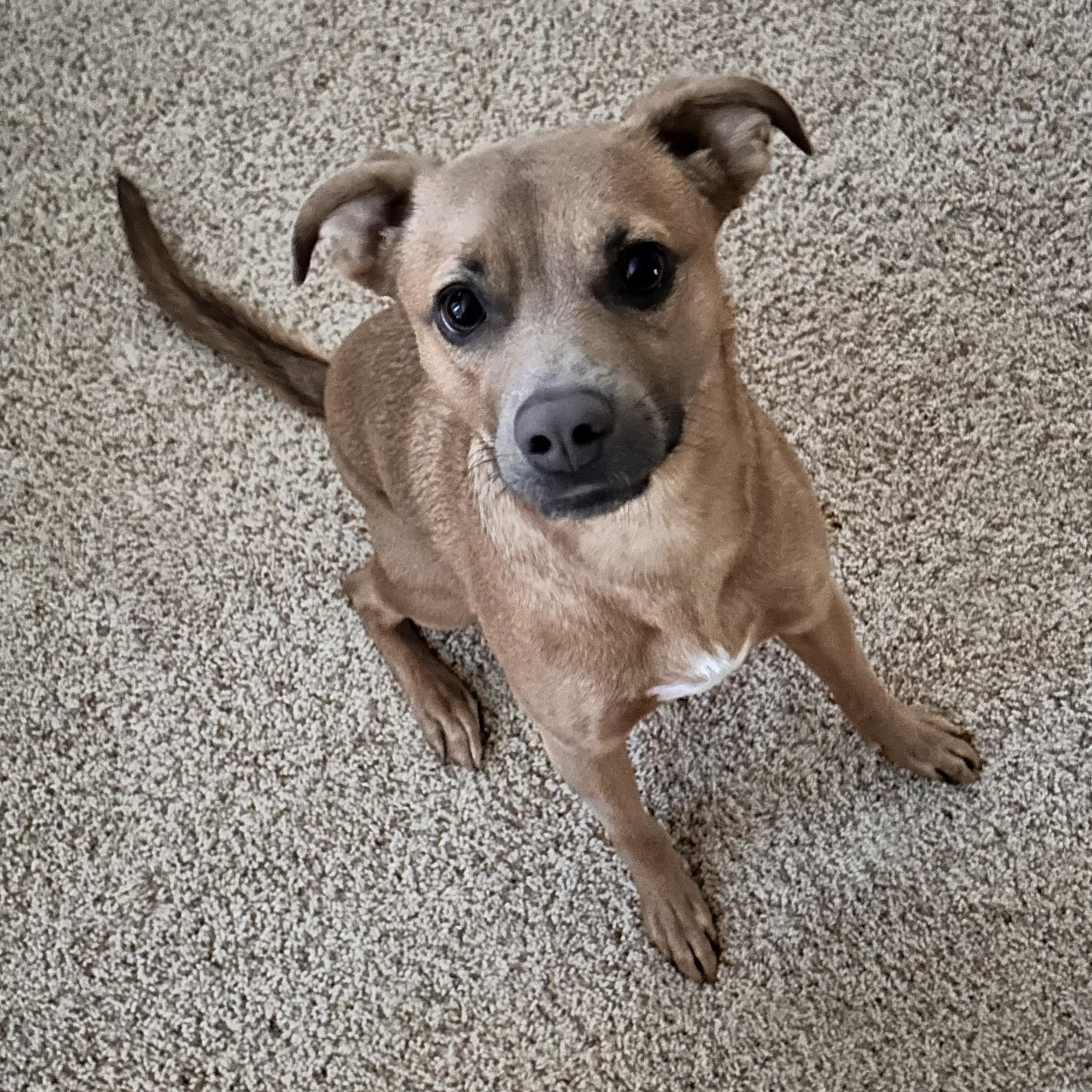 Gio, Young Male Italian Greyhound