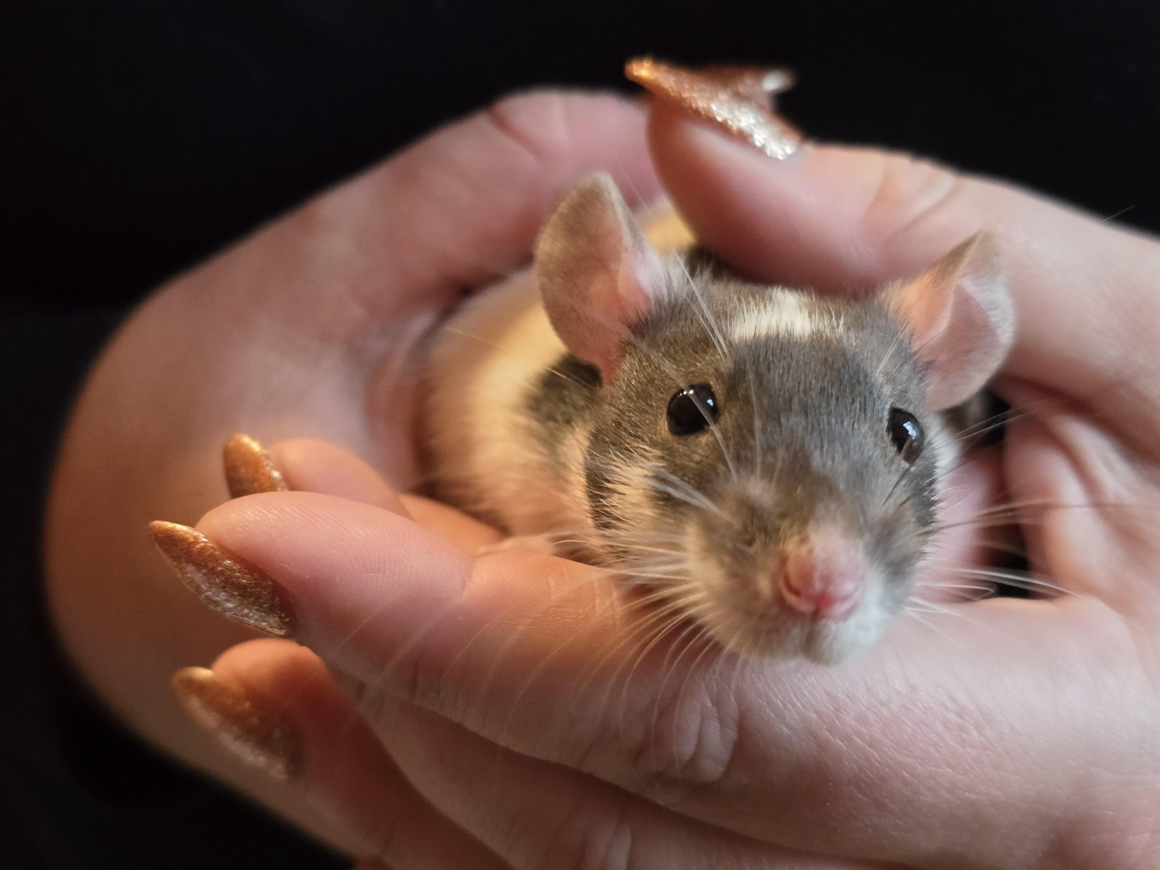 Enlarge Male Fancy Rats, a Adoptable Rat in Bristol, RI image 1/6