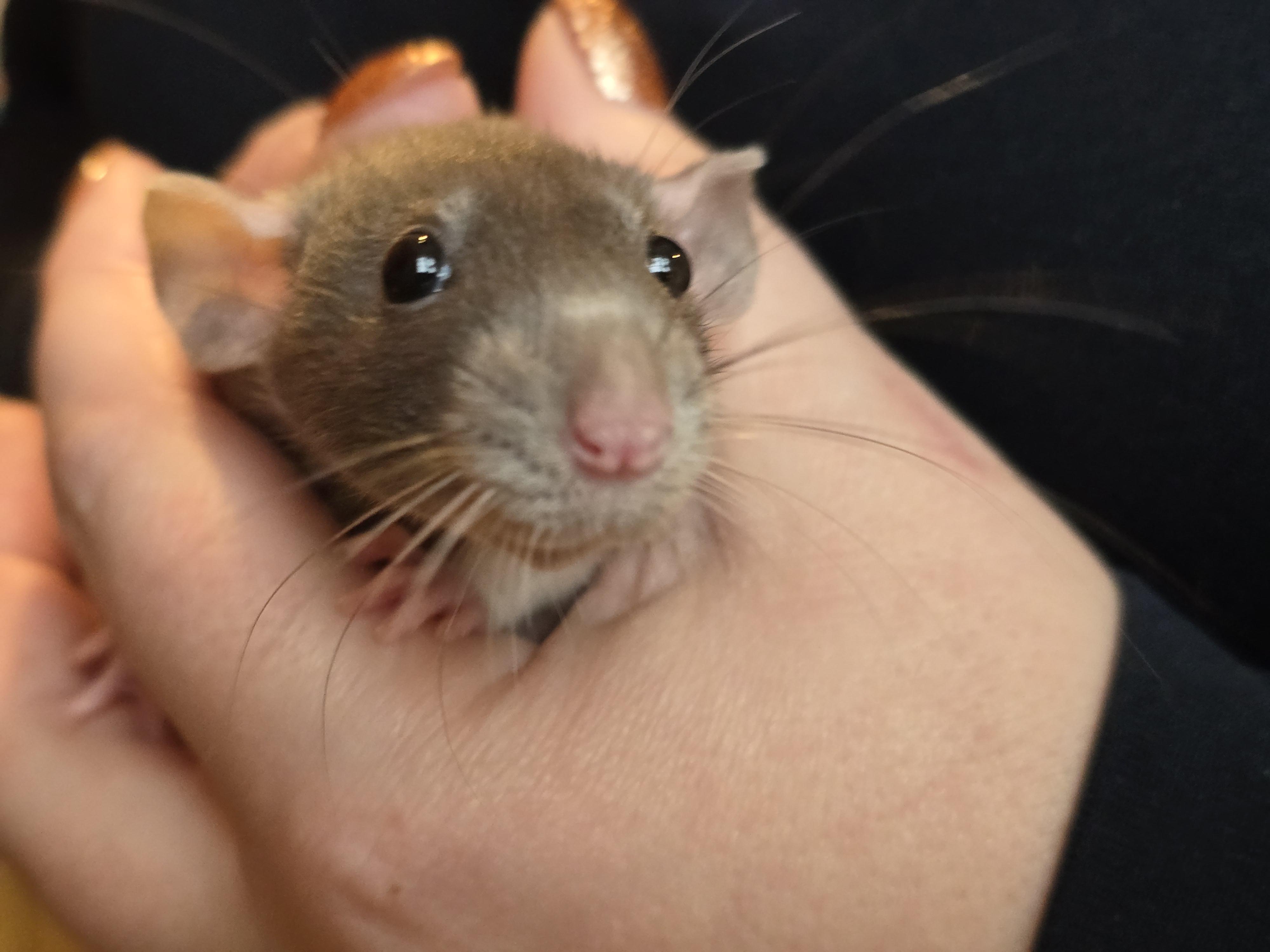Enlarge Male Fancy Rats, a Adoptable Rat in Bristol, RI image 2/6