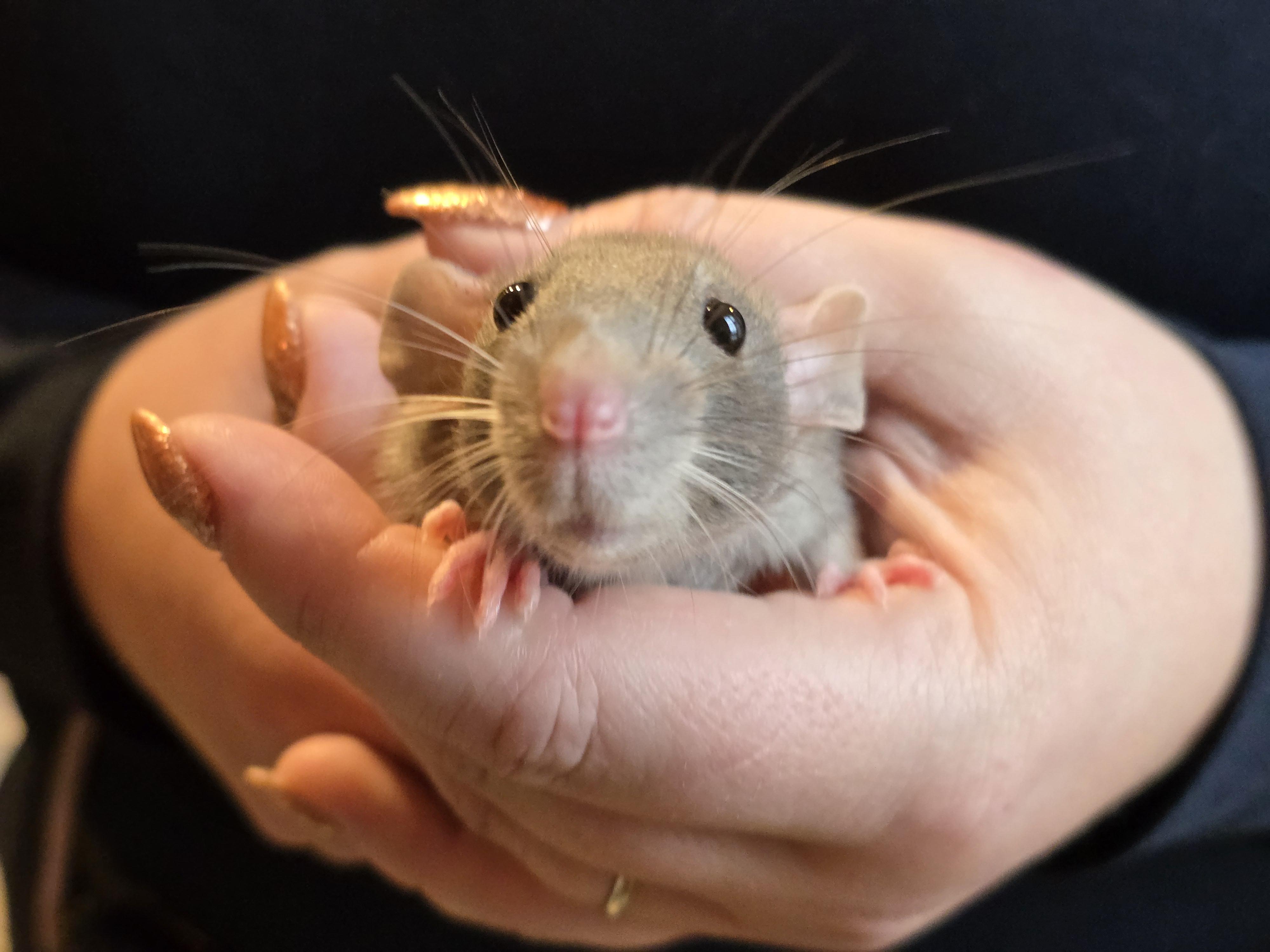 Enlarge Male Fancy Rats, a Adoptable Rat in Bristol, RI image 3/6