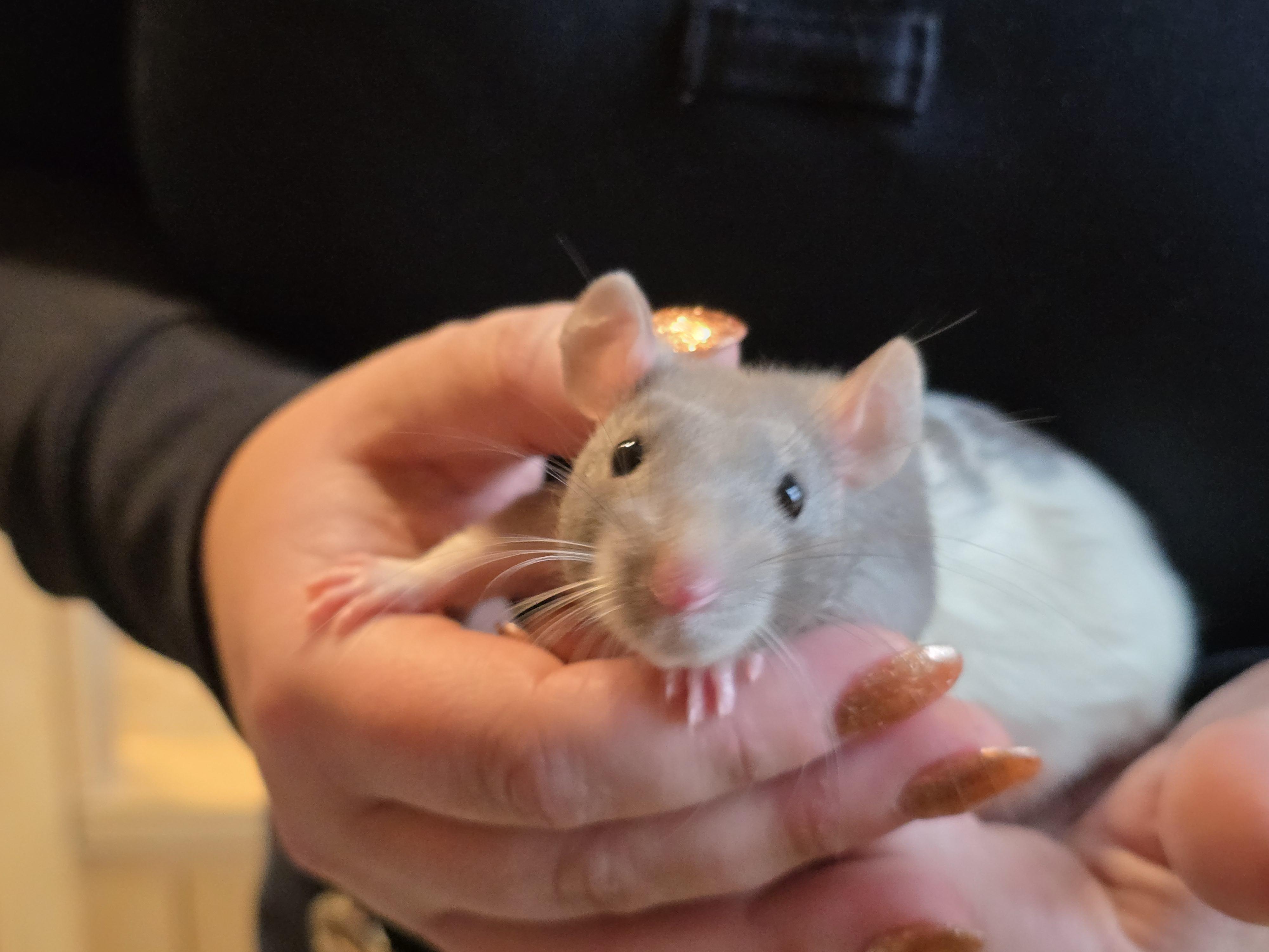 Enlarge Male Fancy Rats, a Adoptable Rat in Bristol, RI image 4/6