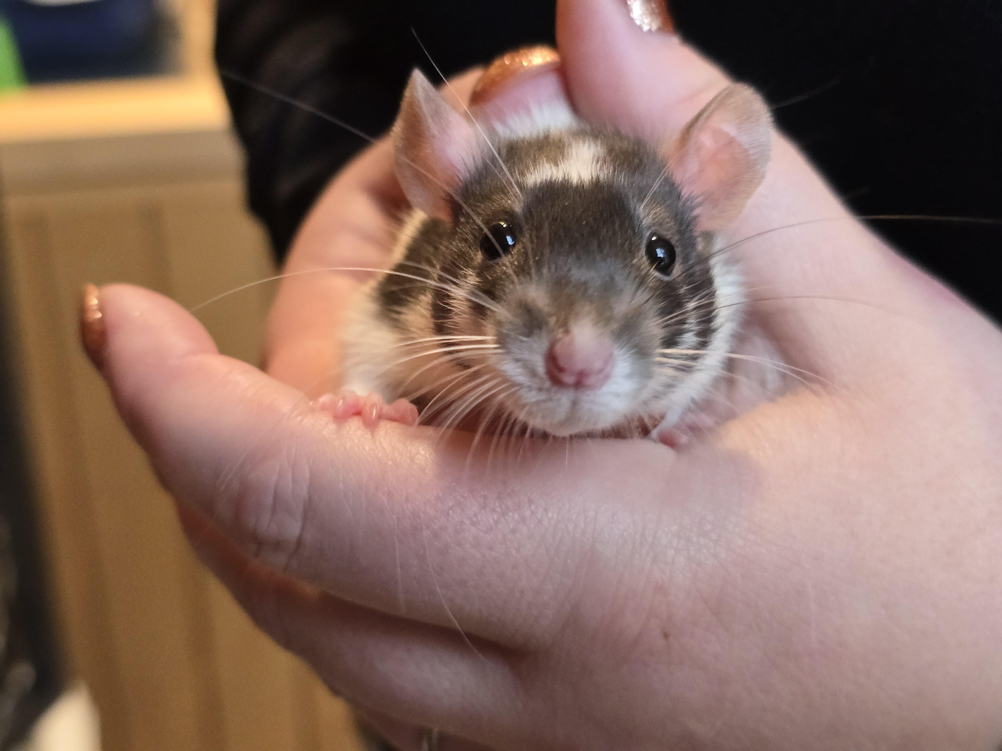 Enlarge Male Fancy Rats, a Adoptable Rat in Bristol, RI image 6/6