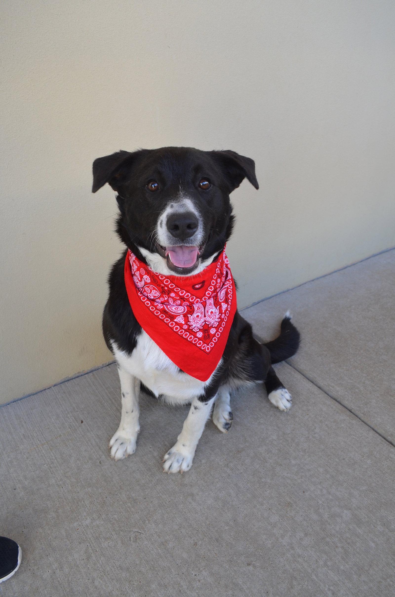 Tootsie, a Adoptable Mixed Breed in McKinney, TX image 1/3