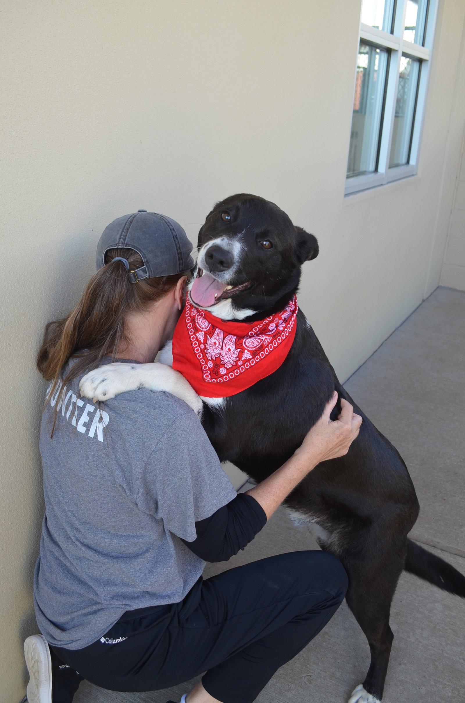 Tootsie, a Adoptable Mixed Breed in McKinney, TX image 2/3