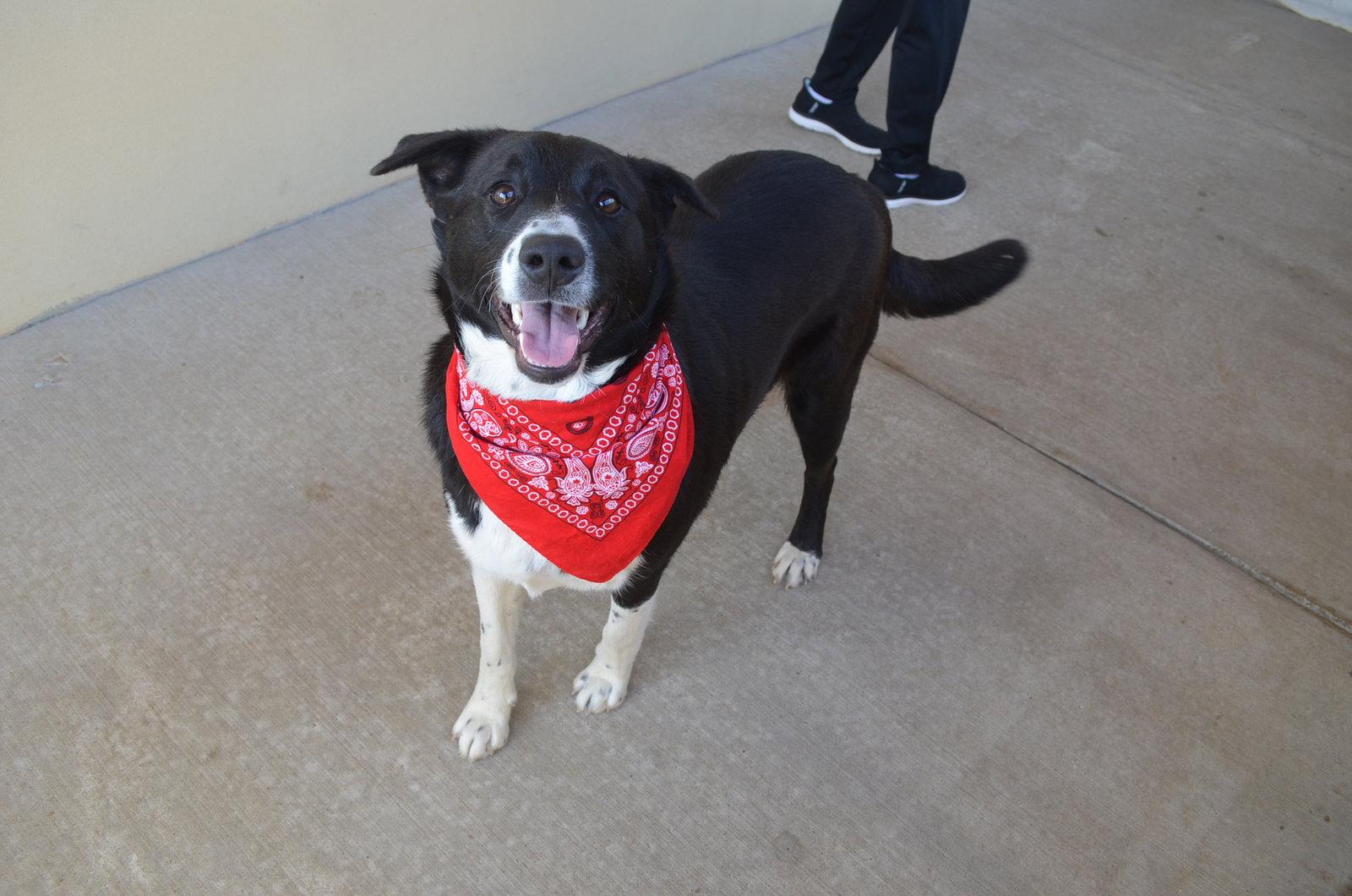 Tootsie, a Adoptable Mixed Breed in McKinney, TX image 3/3