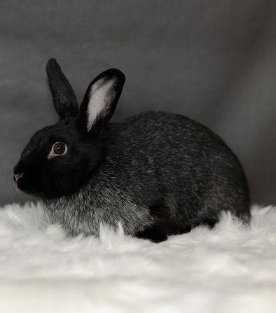 Kosher, Adoptable, Young Female Silver Fox.