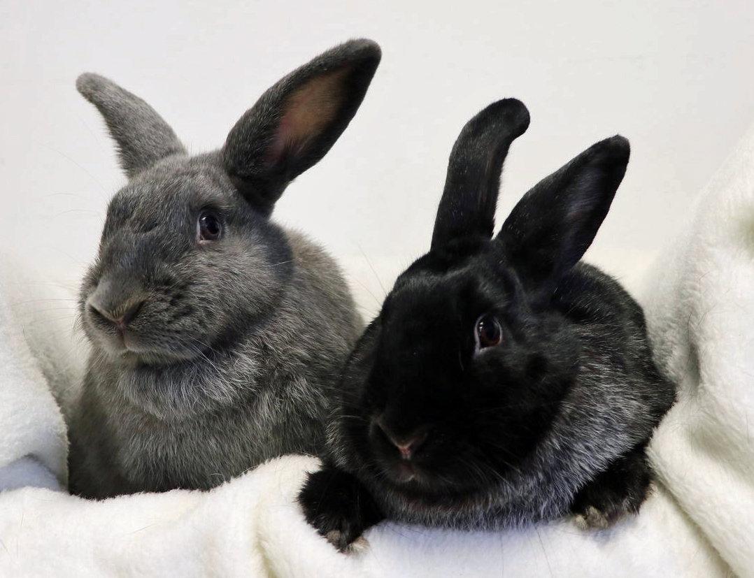 Enlarge Kosher, a Adoptable Silver Fox in Lakeville, MN image 2/3
