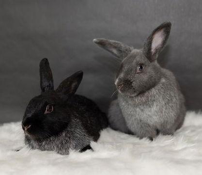 Enlarge Kosher, a Adoptable Silver Fox in Lakeville, MN image 3/3