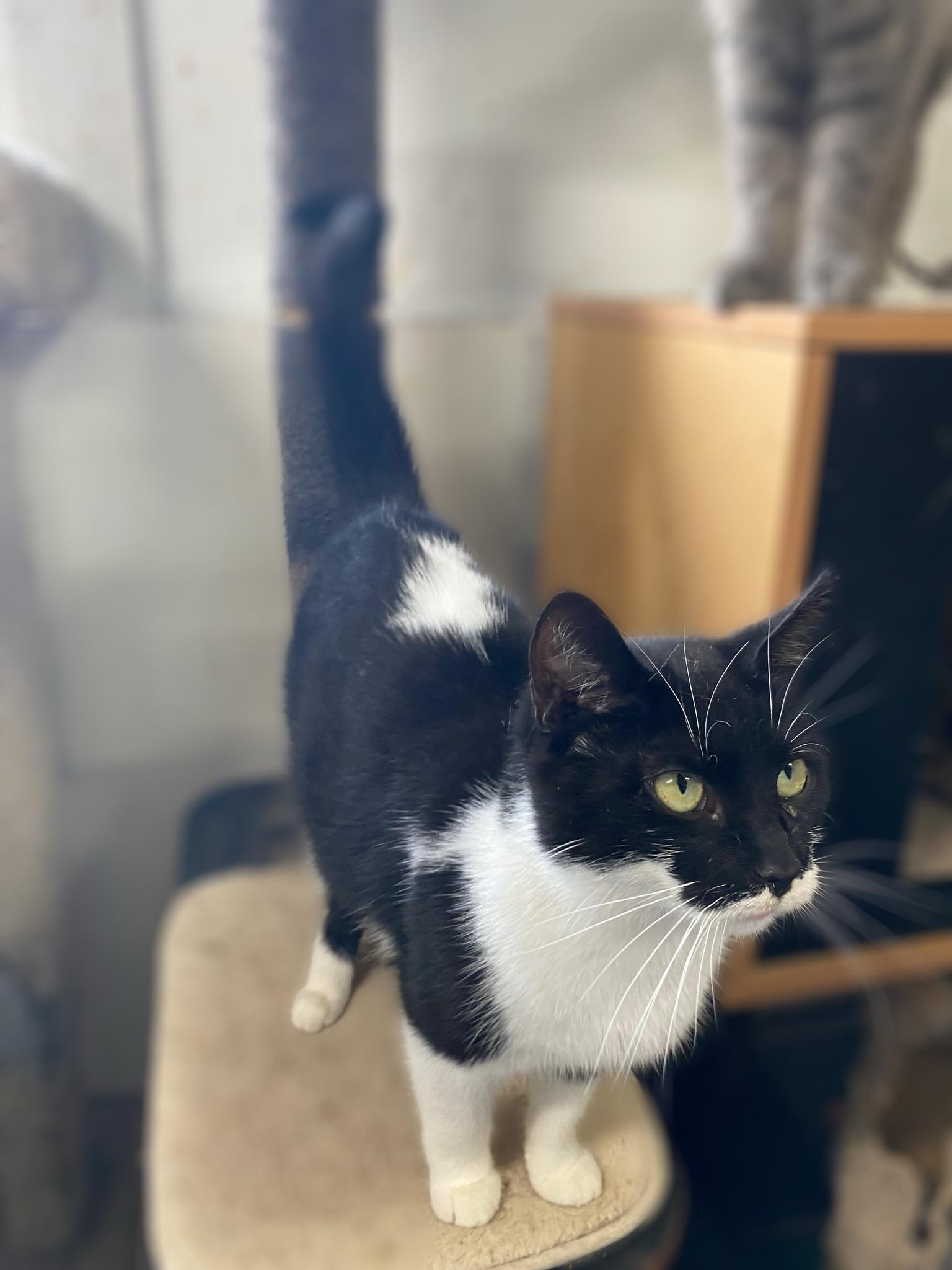 Chica, Adoptable, Young Female Domestic Short Hair.