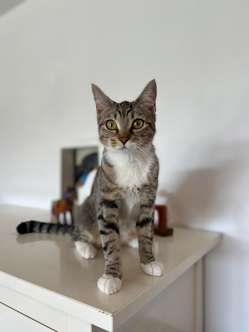 Coco-Denni