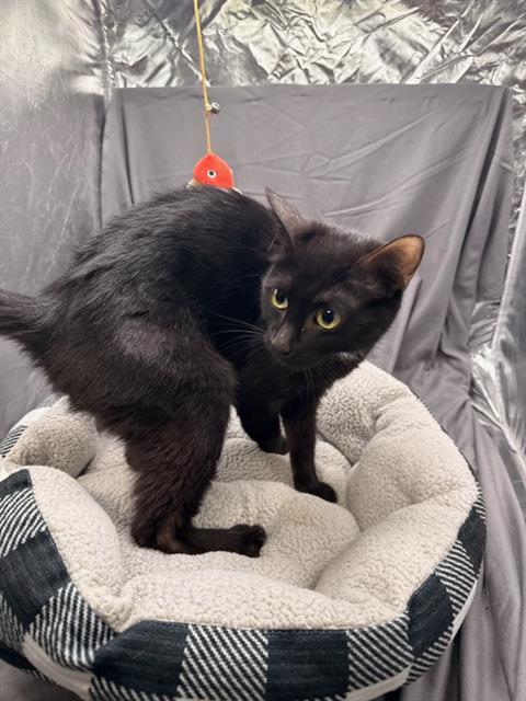 BETTY, Adoptable, Adult Female Domestic Short Hair.