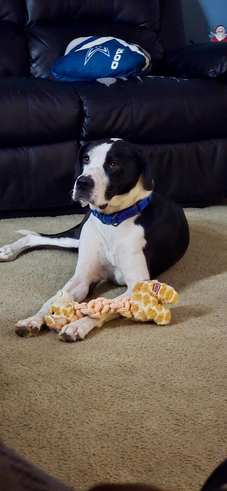 Enlarge Molly, a Adoptable mixed breed in Akron, OH image 1/6