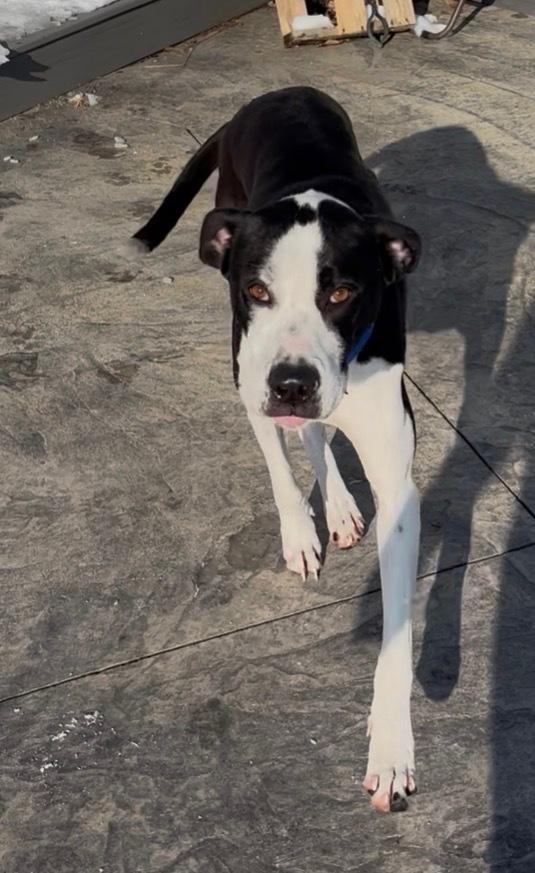 Molly, Adoptable, Young Female Great Dane & Mixed Breed.