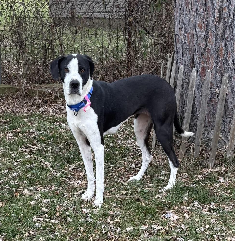 Molly, a Adoptable mixed breed in Akron, OH image 2/4