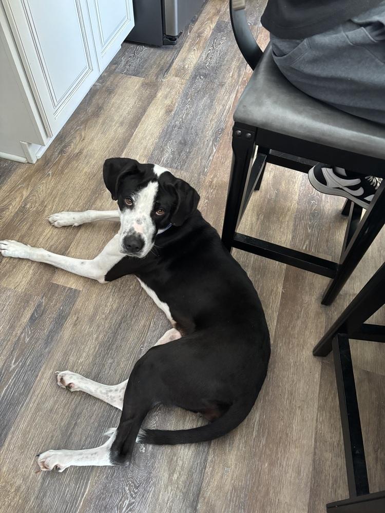 Molly, a Adoptable mixed breed in Akron, OH image 3/4