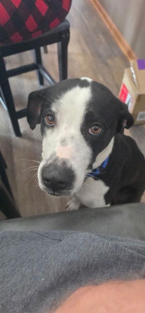 Molly, a Adoptable mixed breed in Akron, OH image 4/4