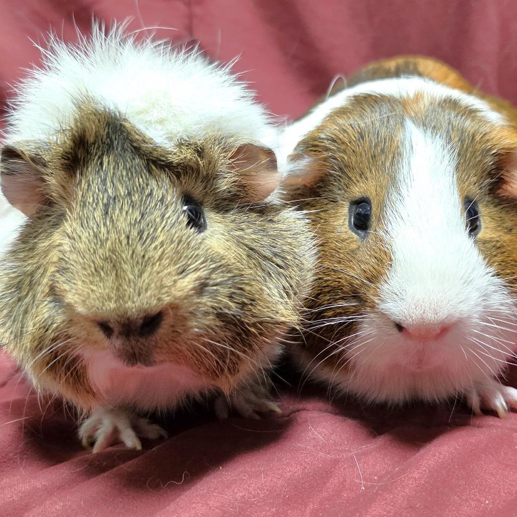 Coco, Adoptable, Adult Male Guinea Pig.