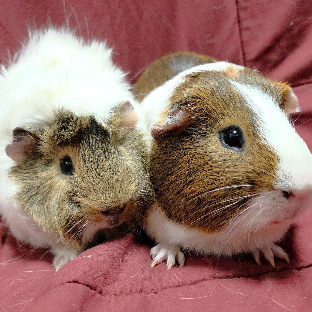 Enlarge Coco, a Adoptable Guinea Pig in Michigan City, IN image 2/4