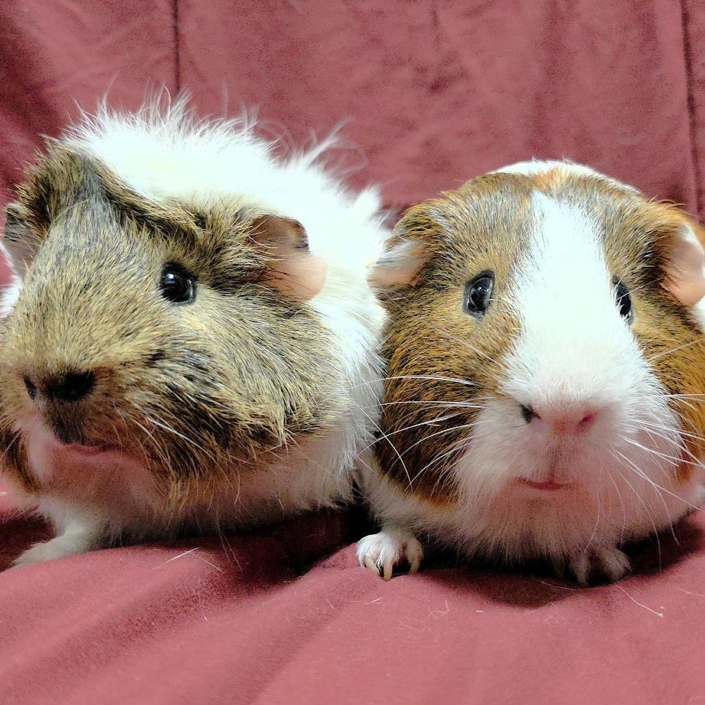 Enlarge Coco, a Adoptable Guinea Pig in Michigan City, IN image 3/4