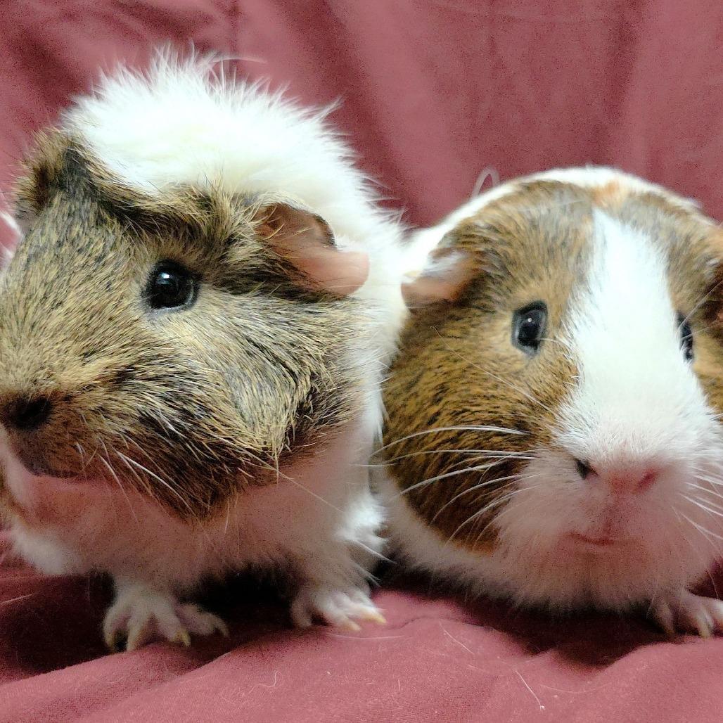 Enlarge Coco, a Adoptable Guinea Pig in Michigan City, IN image 4/4