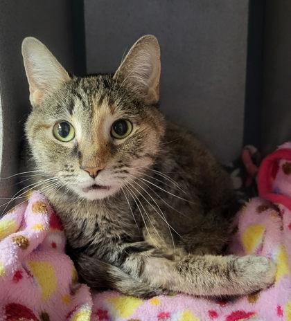 Enlarge Molly, a ADOPTABLE mixed breed in Canon City, CO image 1/1