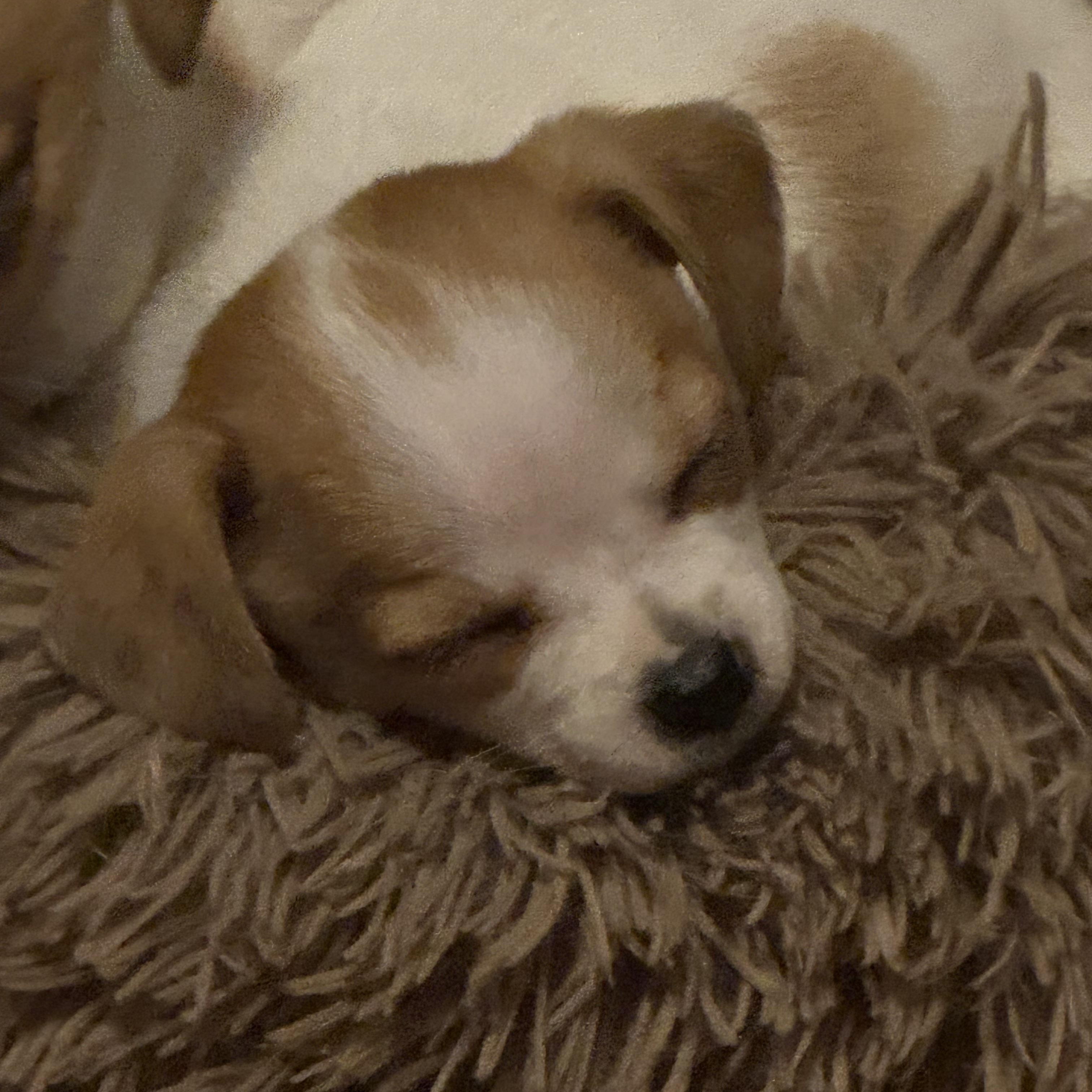 Enlarge Rebel , a ADOPTABLE mixed breed in Kirkland , WA image 2/4