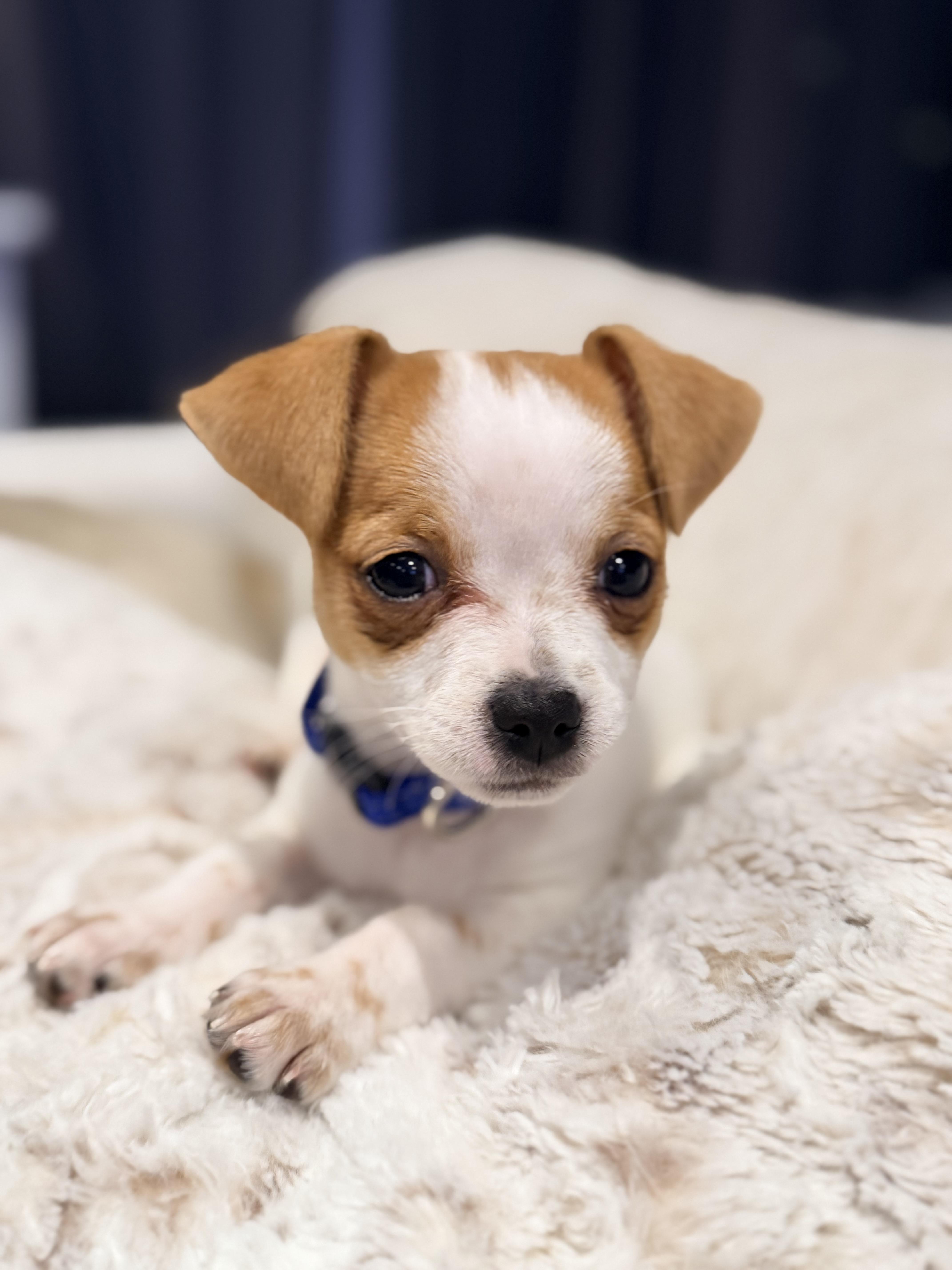 Rebel , an adopted mixed breed in Kirkland , WA image 3/4