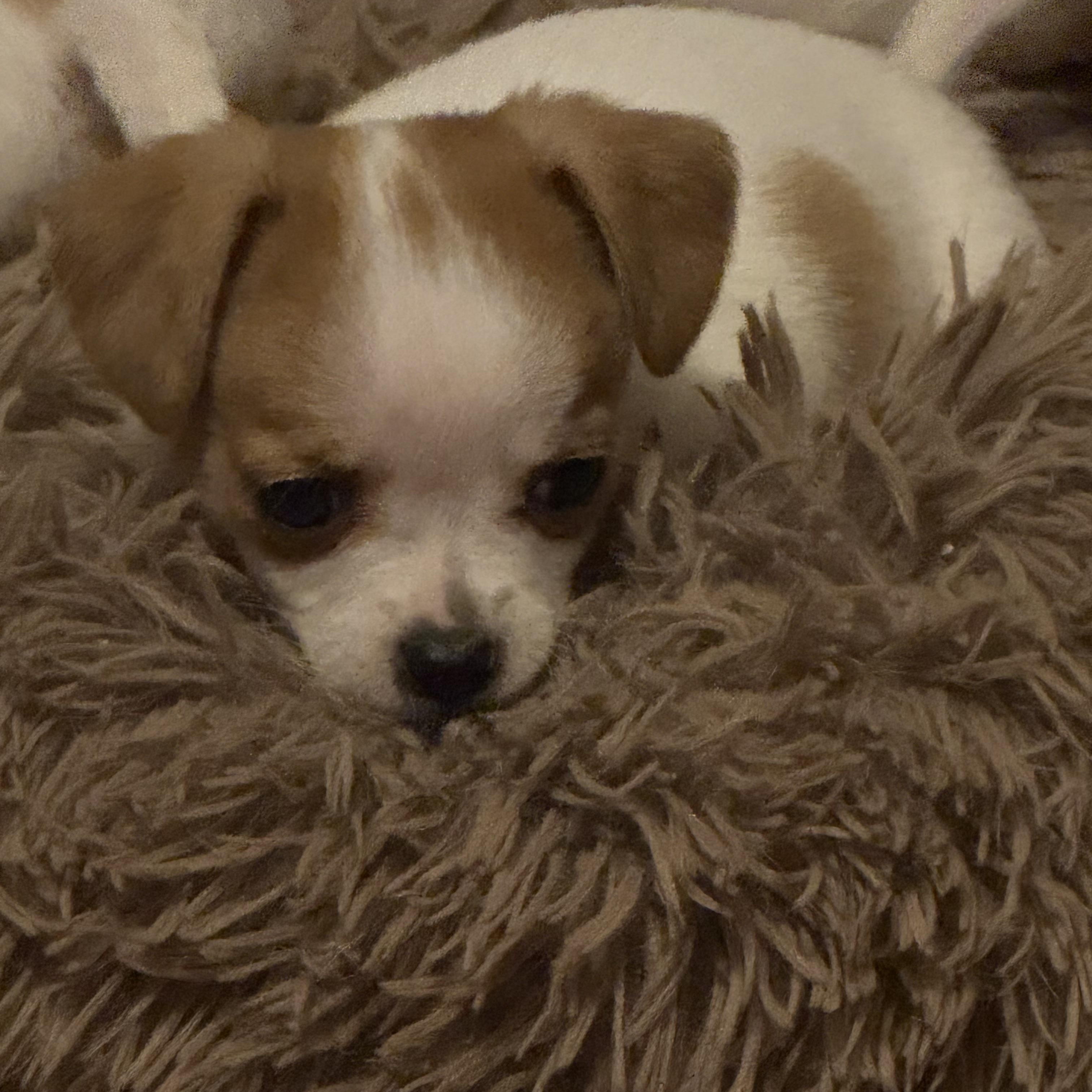 Enlarge Rebel , a ADOPTABLE mixed breed in Kirkland , WA image 4/4