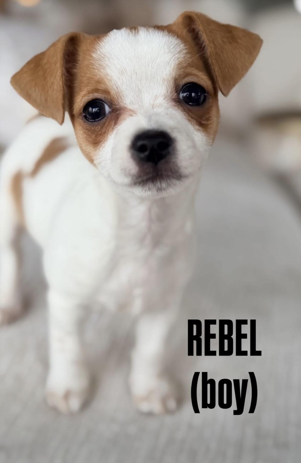 Rebel , ADOPTABLE, Puppy Male Chihuahua & Pug.