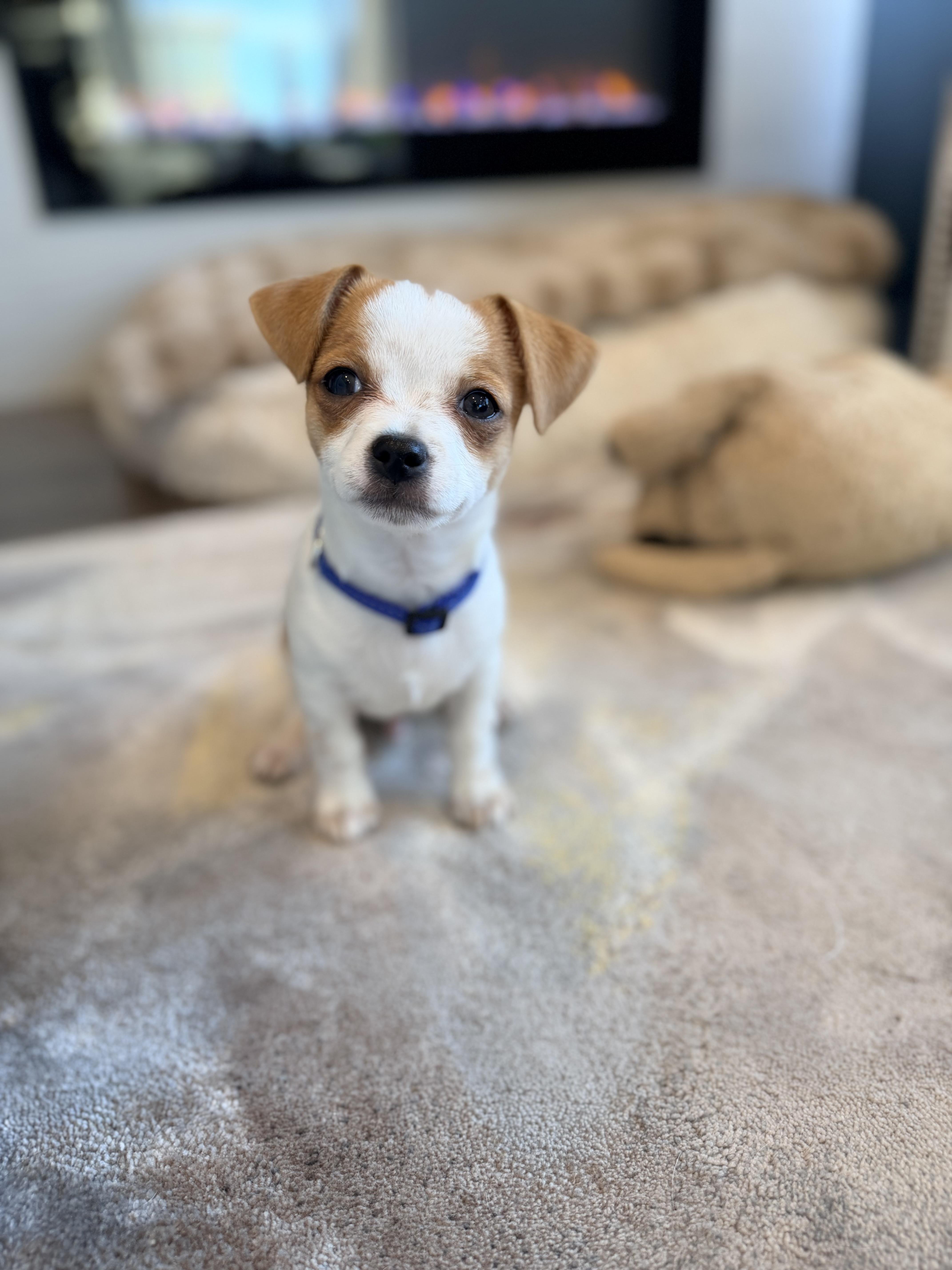 Rebel , an adopted mixed breed in Kirkland , WA image 2/4