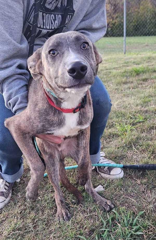 Enlarge Dingo, a Adoptable mixed breed in Cleveland, TN image 1/2
