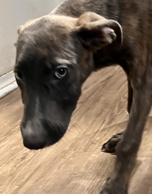 Enlarge Dingo, a Adoptable mixed breed in Cleveland, TN image 2/2