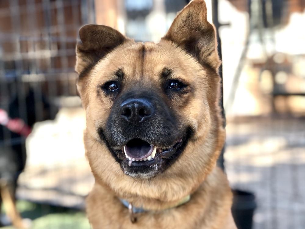 Scarlet Chowhansson, Adoptable, Young Female Chow Chow & Jindo.