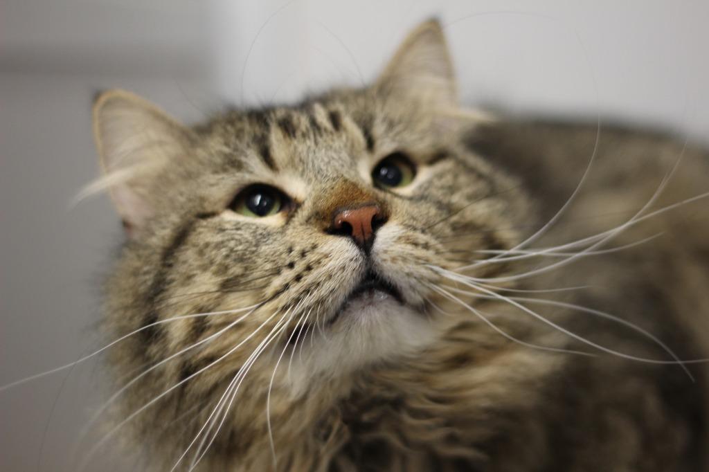 Harry, Adoptable, Young Male Domestic Long Hair.